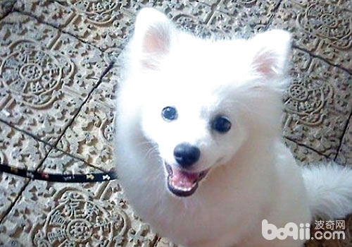 銀狐犬