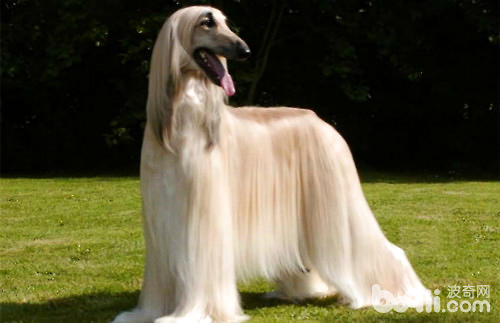 阿富汗獵犬