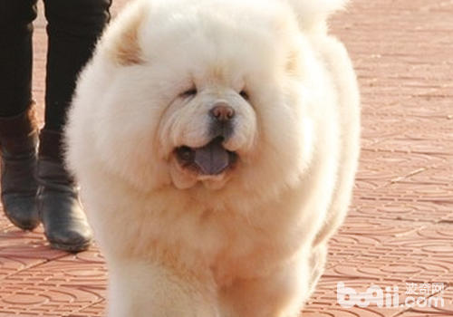 對陌生人松獅犬並不是那麼有善