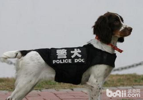 史賓格獵犬