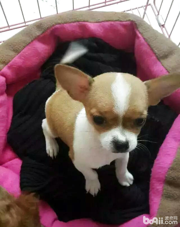 可愛的吉娃娃