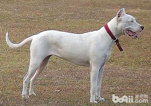 杜高犬
