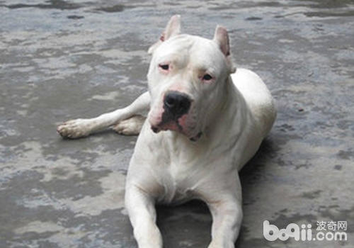 狗狗的性格與飼主的飼養方法有很大關聯