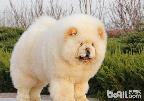 不要隨便招惹松獅犬