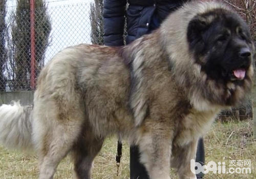 高加索犬