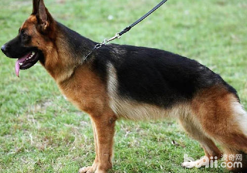 德國牧羊犬