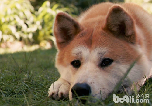 秋田犬