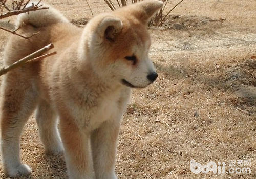 秋田犬不易於陌生人接近