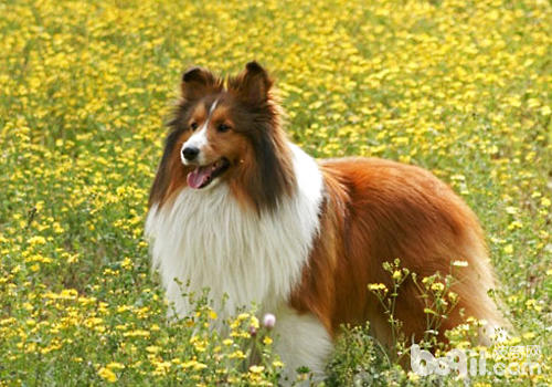 喜樂蒂牧羊犬