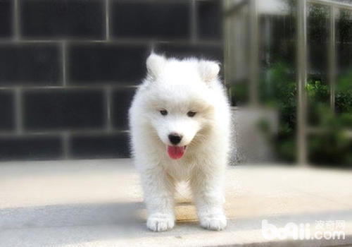 薩摩耶犬