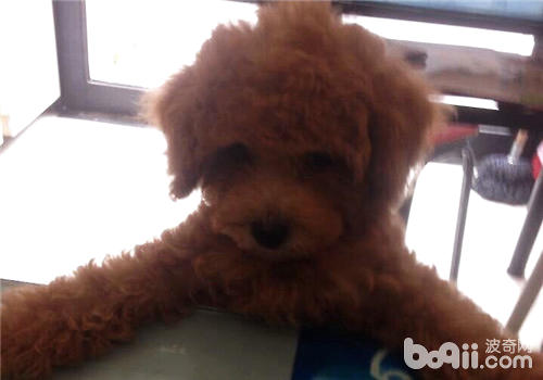 貴賓犬