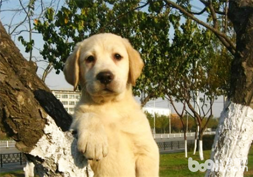 拉布拉多犬