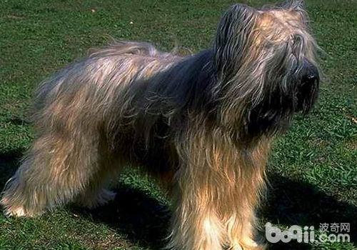 伯瑞犬