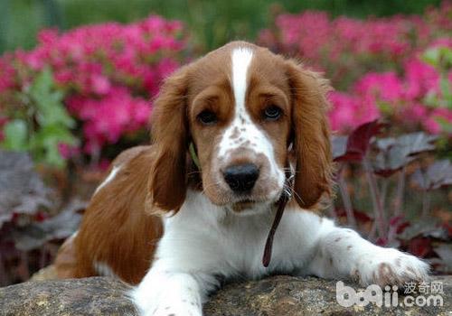 史賓格犬