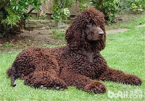 愛爾蘭水獵犬