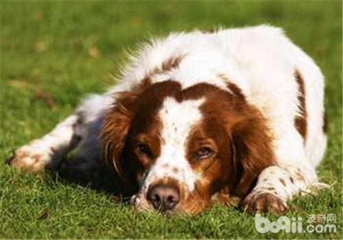 不列塔尼獵犬