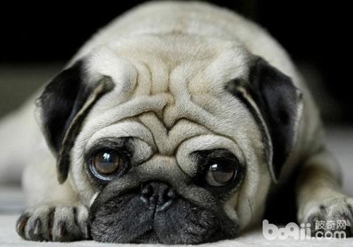 巴哥犬