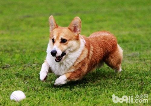 威爾士柯基犬