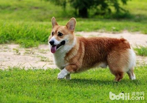 威爾士柯基犬