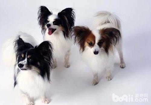 蝴蝶犬