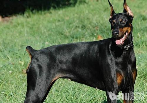 杜賓犬