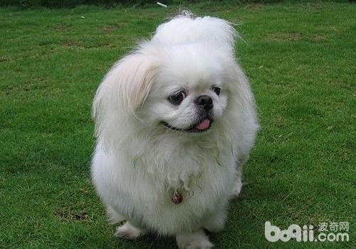 京巴犬