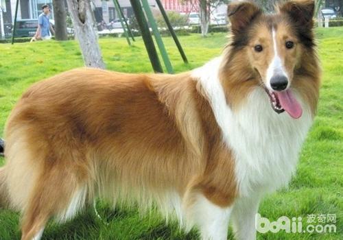 蘇格蘭牧羊犬