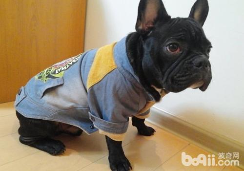 法國斗牛犬