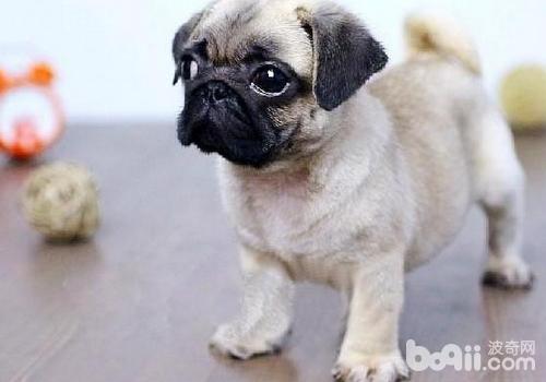 巴哥犬