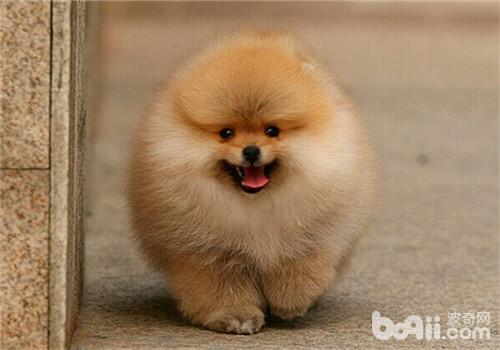 博美犬