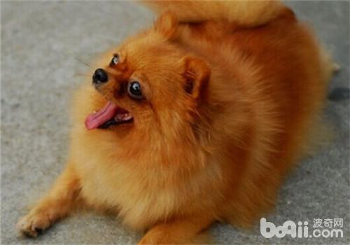 博美犬