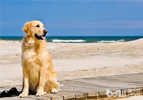 金毛犬