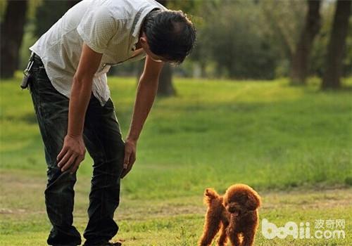 貴賓犬