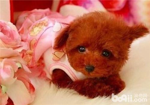貴賓犬