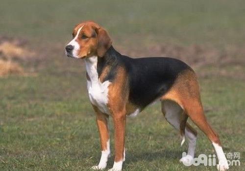 美國獵狐犬