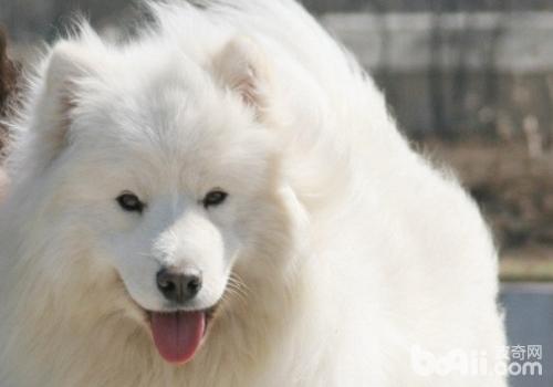 薩摩耶犬