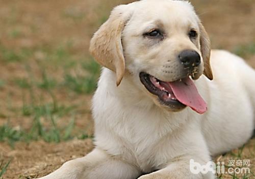 拉布拉多獵犬