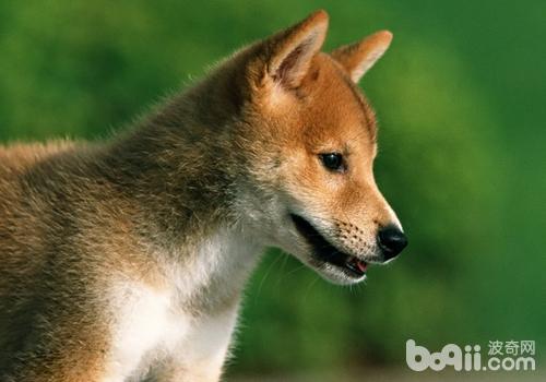 柴犬