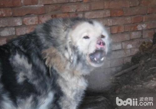 鬼獒
