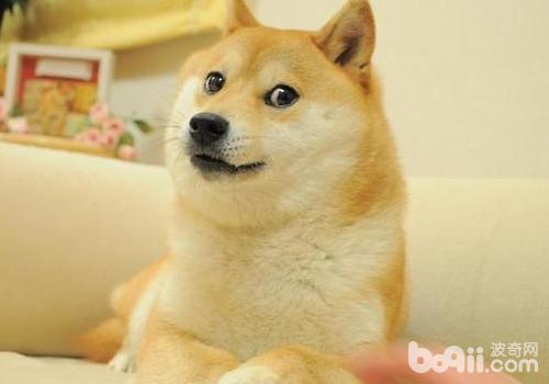 柴犬