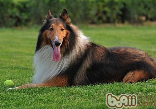 蘇格蘭牧羊犬
