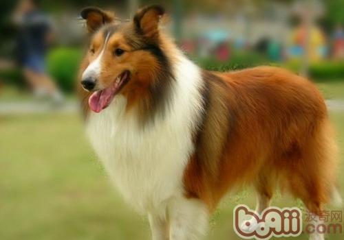 喜樂蒂牧羊犬