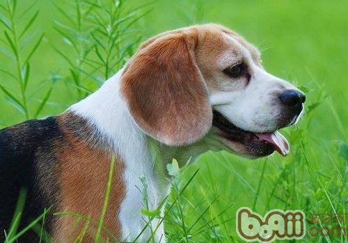 比格犬