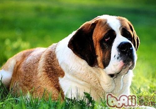聖伯納犬