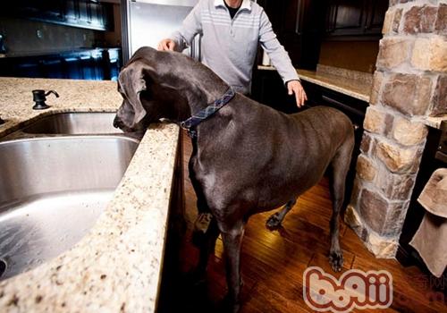 大丹犬