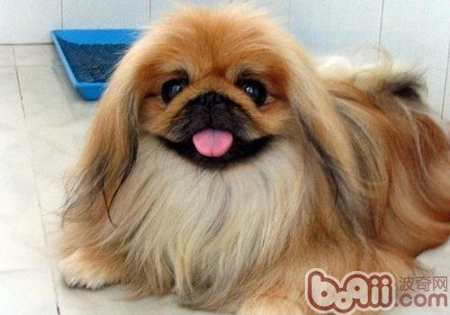 北京犬
