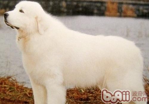 大白熊犬