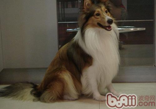 喜樂蒂牧羊犬