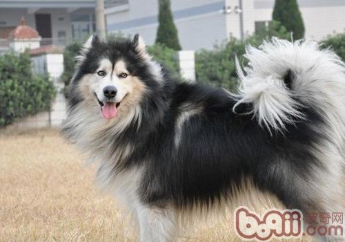 阿拉斯加雪橇犬
