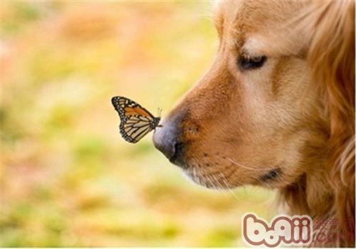 金毛犬